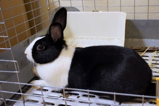 220827わらびDSC09175 (2)