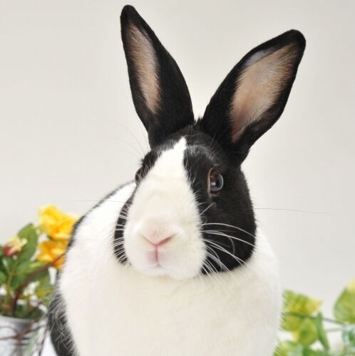 うさぎ様♡専用 Amazon.co.jp: HAC おさんぽ うさぎちゃん うさぎ 約W9×D14.5