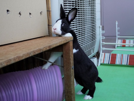 220505ビスケDSC03588 (2)