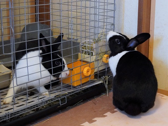 220904もなかDSC09360 (2)