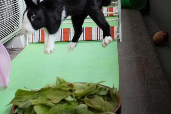 220605ビスケDSC06761 (2)