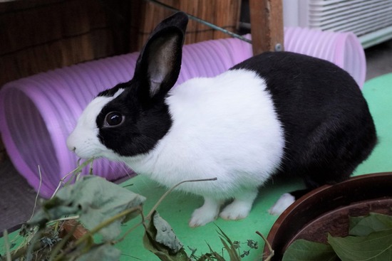 20230429くりDSC06147