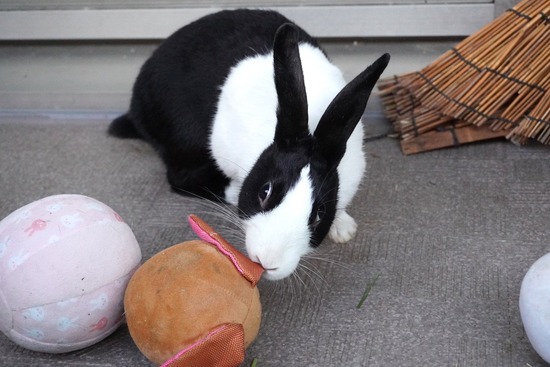 20231001くりDSC03698