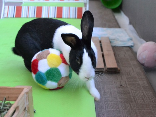 210920 koma DSC_2410 (2)