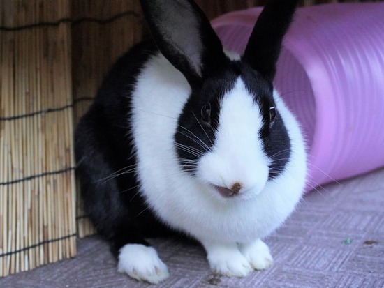 220212komaDSC06088 (2)