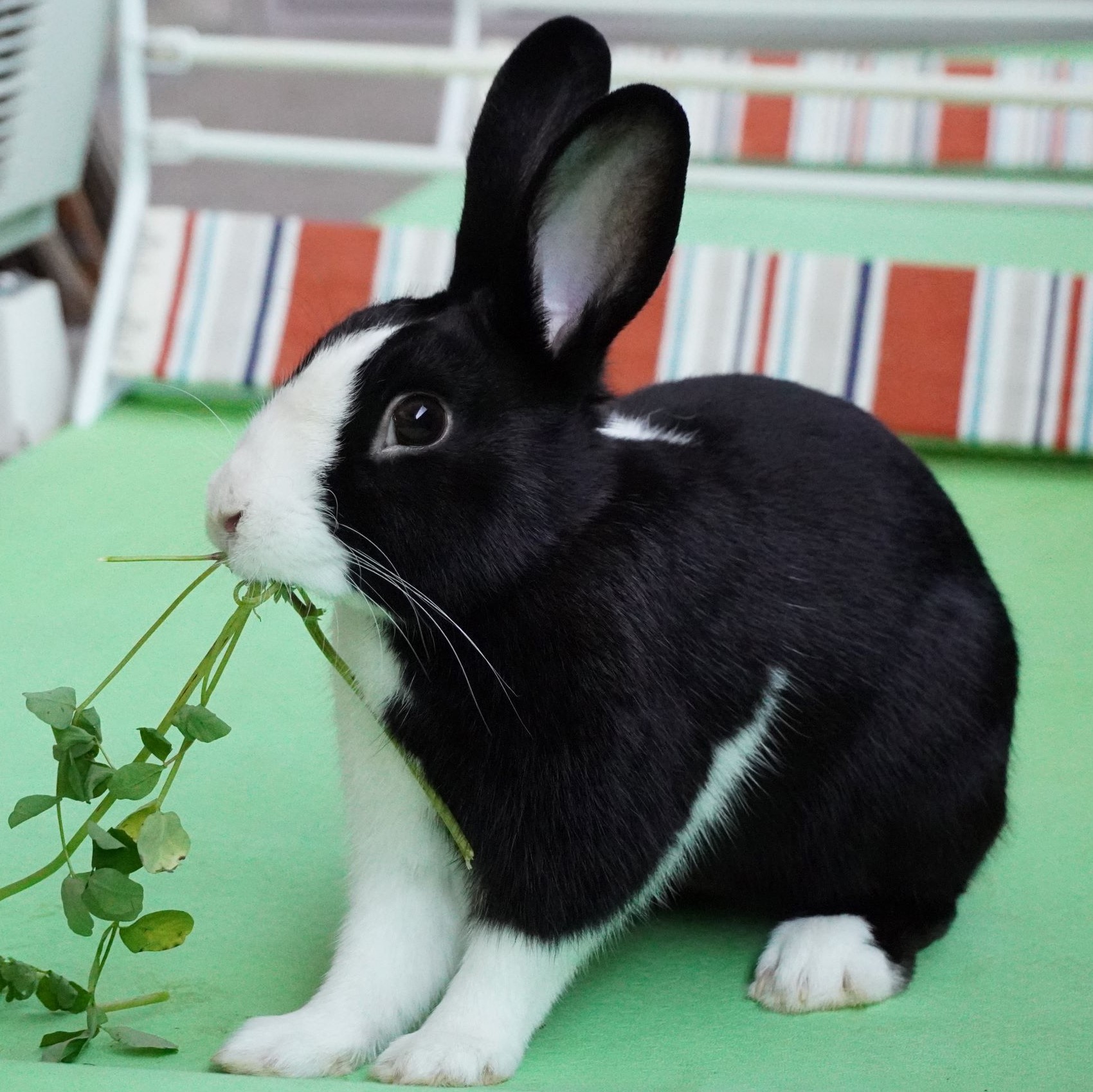ダッチ里親募集のお知らせ 記事固定 兎鳥庵 うさぎさんの里親募集
