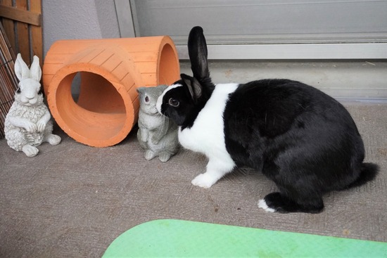 20230611みるDSC00597