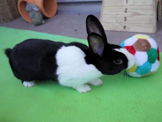 220110ビスケDSC03155 (2)