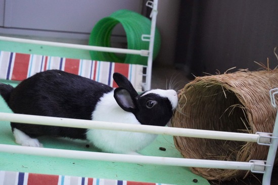 20230503げんDSC08765