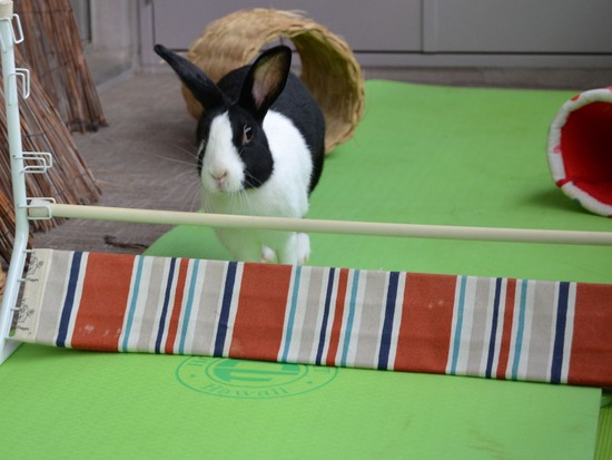 210905 こまDSC_2265 (2)