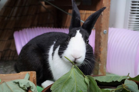 20230503こんDSC07692