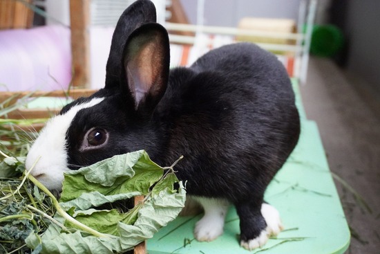 20230429こんDSC06540