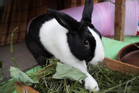 20230429げんDSC06966