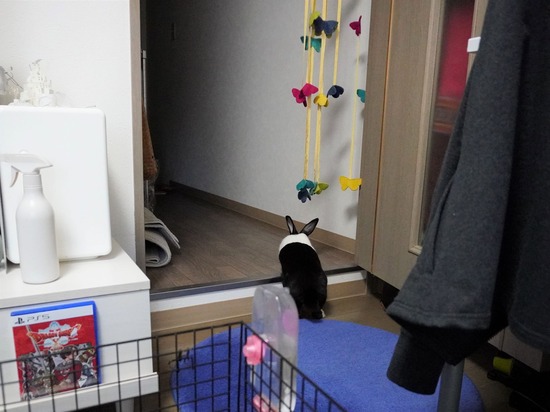 221127プーリDSC03880 (2)