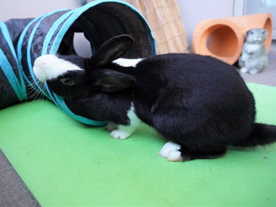 220129ビスケDSC04525 (2)