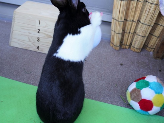 220103ビスケDSC01994 (2)