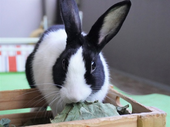 220212komaDSC06077 (2)