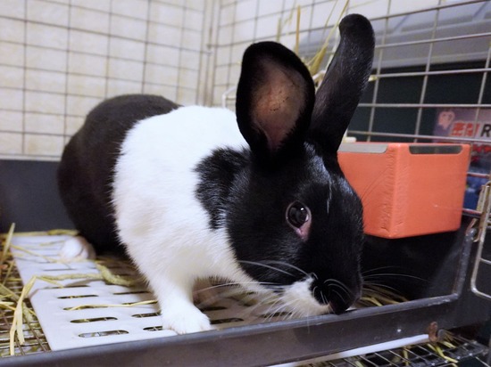 220827くろみつDSC08931 (2)