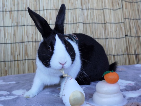 220101クッキーDSC00546 (2)