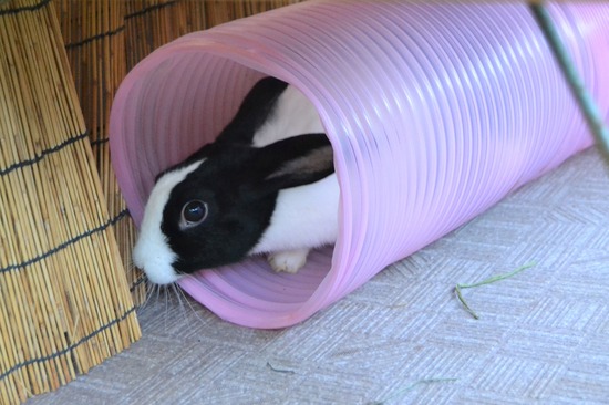 210920 koma DSC_2503 (2)