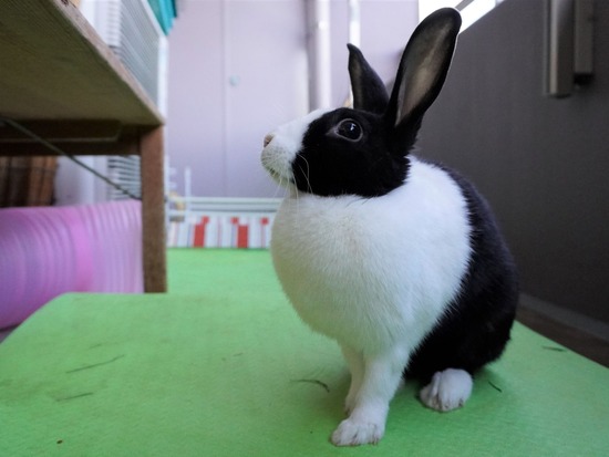 220129komaDSC04029 (2)