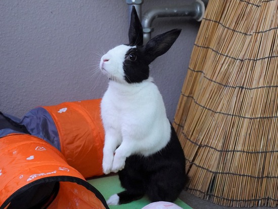 20230429くりDSC06263