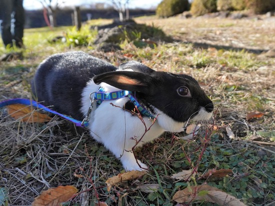 221218くろみつDSC04027 (3)