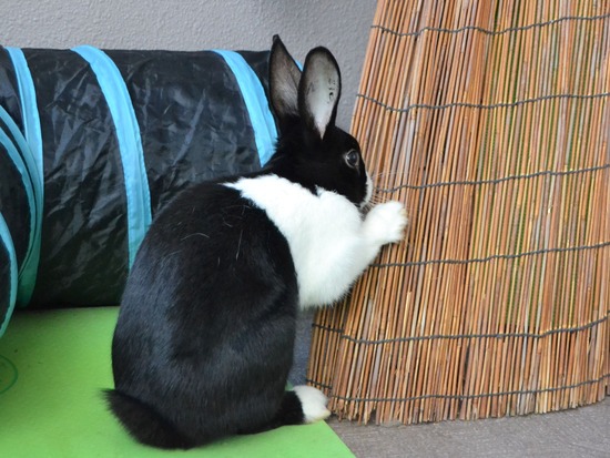 211226 ビスケDSC_1450 (2)