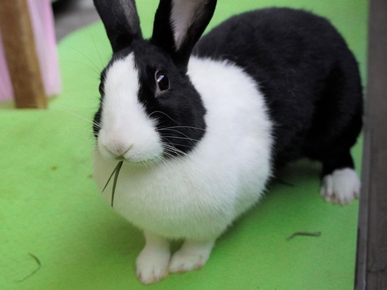 220129komaDSC03950 (2)