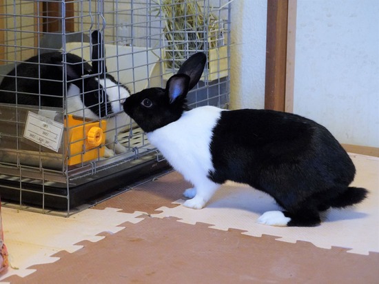 220904くろみつDSC00313 (2)