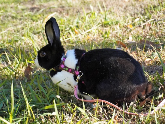 221218もなかDSC04043 (2)