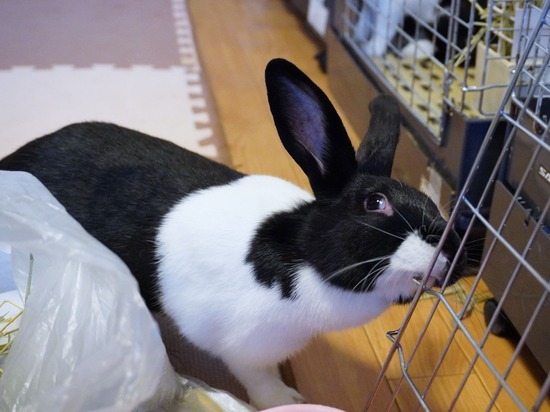 220904くろみつDSC00340 (2)