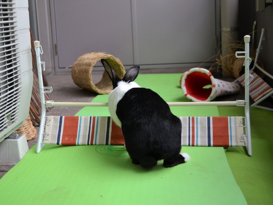 210905 こまDSC_2183 (2)