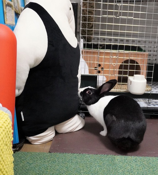 221127プーリDSC03871 (2)