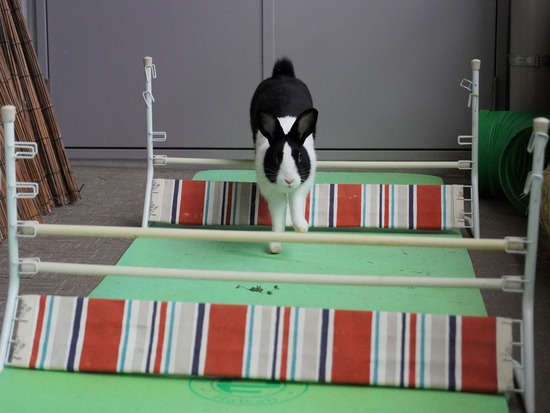 20230429あいDSC06559 (2)