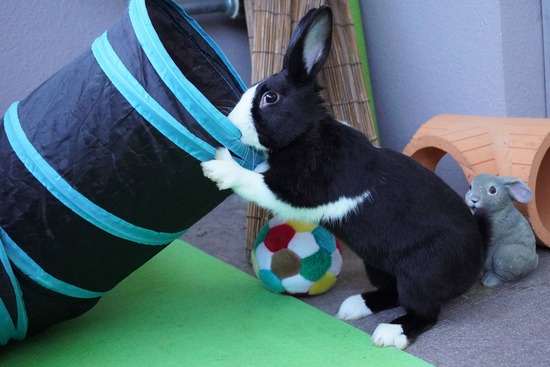 220212ビスケDSC05461 (2)