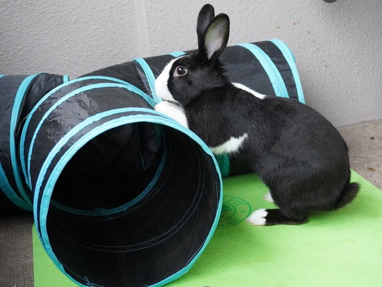 220213ビスケDSC06567 (2)