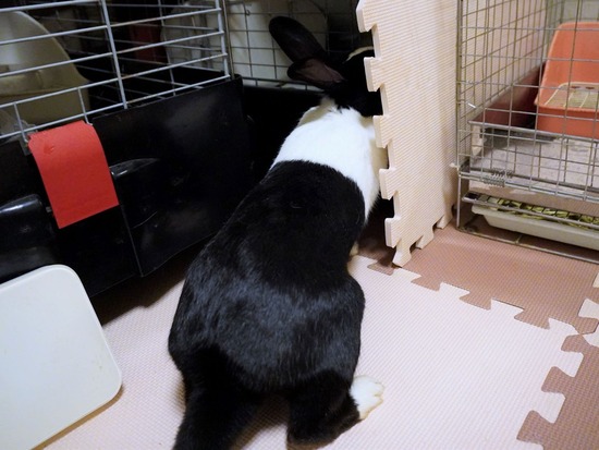 220827きなこDSC08988 (2)