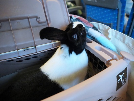 221029きなこDSC03406 (2)