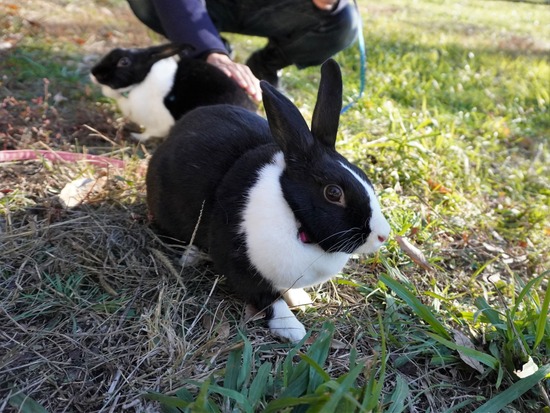 221218もなかDSC04029 (3)