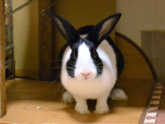 210815 こまDSC_2198 (2)