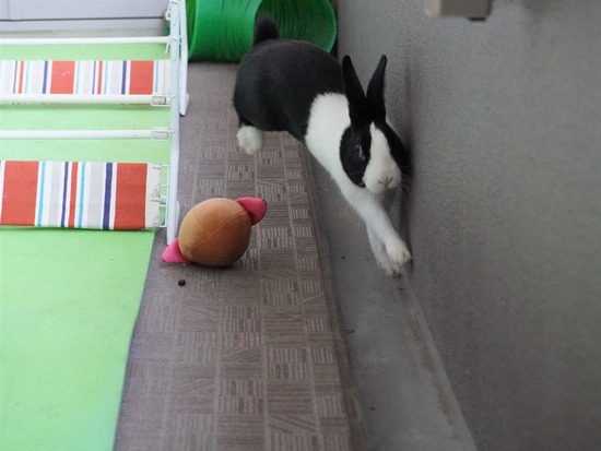 220129クッキーDSC04370 (2)