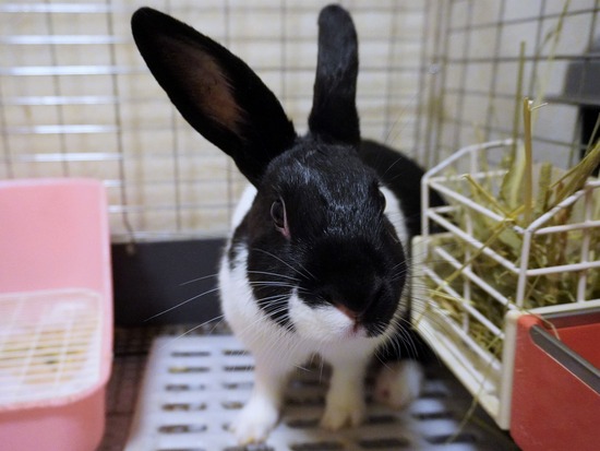 220827くろみつDSC08945 (2)