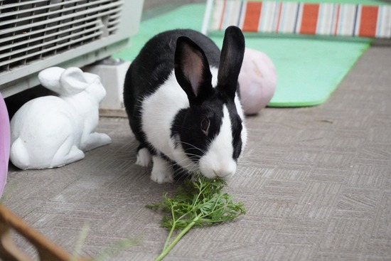 20230611みるDSC00614