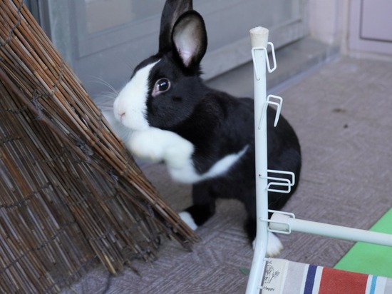 220103ビスケDSC01715 (2)