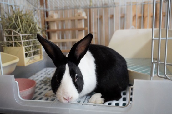 220205クッキーDSC05329 (2)