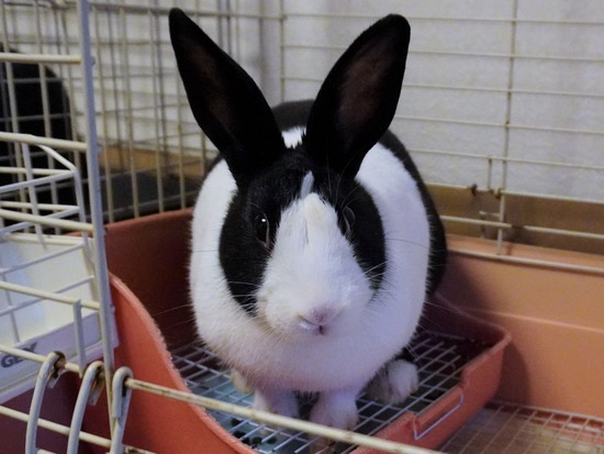 221230くりDSC04122