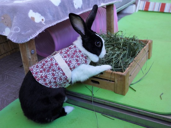 220101komaDSC00395 (2)