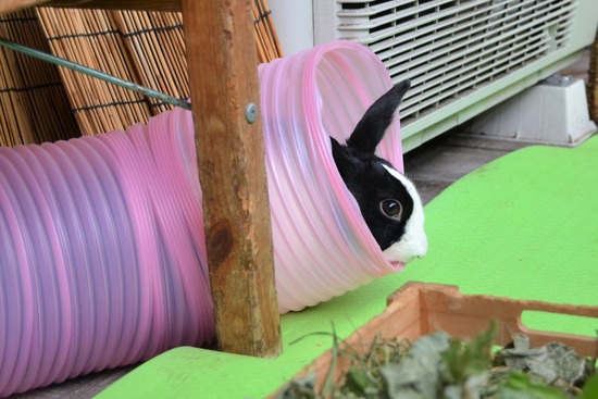 210912 powa DSC_2292 (2)