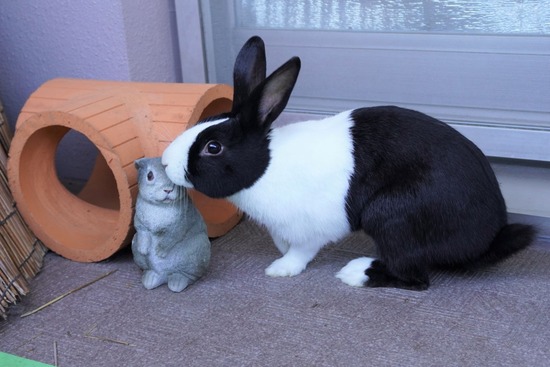 220103クッキーDSC01598 (2)